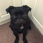 Doris Lindsay - @doristhepug2 - Instagram