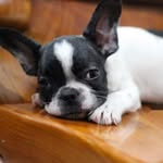 doris_love_frenchie - @doris_love_frenchie - Instagram