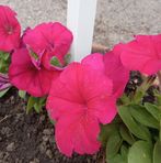 Doris Lovell - Facebook