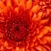 Doris Nolan Lyons - @doris.nolan.lyons - TikTok