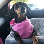 @dorismaedachshund - Instagram