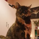 Doris McLean - @doriscrazycat - Instagram