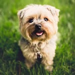 Doris M. McMillian - @puppylovers20200 - Instagram