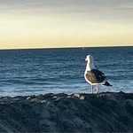 Doris Haber Mendel - @oceanbeachbaby63 - Instagram