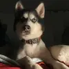 dorismendiola447 - @dorismendiola447 - TikTok