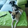 Hunde-Mami - @doris_metz - TikTok