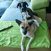 Hunde-Mami - @doris_metz - TikTok