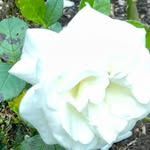 Doris Michels - @doris.michels1 - Instagram