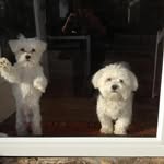 Doris Mignone - @mignonedoris - Instagram