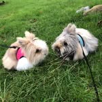 Doris & Millan - @_fluffisarna_ - Instagram