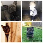 🐶&🐱&🐶&🐴 - @bear.tallulah.doris.milton - Instagram