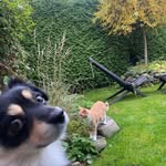 Doris, Milton and Nemo - @dmn.bestfriends - Instagram