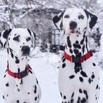 Milton & Doris - @miltonodoris - Instagram
