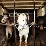 ♡Molly~Doris~King~Milton♡ - @my.happy.connies - Instagram