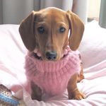 Doris - @doristheminidashy - Instagram