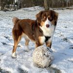 Doris - @miniamericanshepherd.doris - Instagram