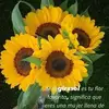 Doris Moreira - @doris.moreira08 - TikTok