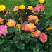 Doris Mosley - Facebook