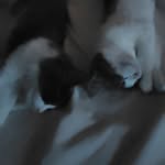 Doris&Oliver_T.rex - @dorisocholiver_trex - Instagram