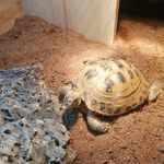 Doris Mary O'Malley Layton - @darling_doris_tortoise - Instagram