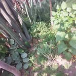 doris orrego  neyra - @dorisorregoneyra - Instagram