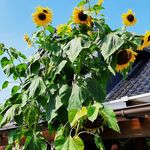 Doris Otten - @ottendoris - Instagram
