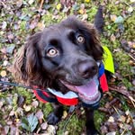 Doris_our beautiful wachtel - @doris_ourbeautifulwachtel - Instagram