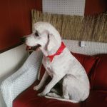 Doris Ouellette - @doris_dog_shack_moble_grooming - Instagram