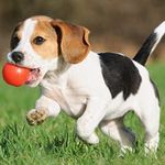 Doris the dog - @doris_page_ - Instagram