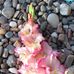 Doris J. Parenteau-Morris - Facebook
