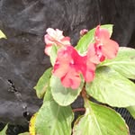 Doris Passelli fabre - @dorispasselli - Instagram