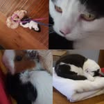 Doris,patch and liquorice - @doris_patch_liquorice - Instagram