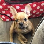 PeachesGlowFrenchie - @doris_peachesglow - Instagram