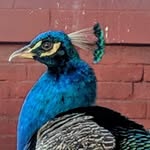 Doris Peacock - @peacockdoris - Instagram