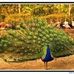 Doris Peacock - Facebook