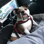 Doris🐶 - @dorispearce123 - Instagram