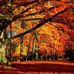 Doris Pearce - Facebook