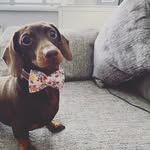 Princess’ Doris & Pearl🐾👑 - @doris_dachshund2019 - Instagram