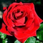 Doris Reinhold Pedersen - @dorisreinholdpedersen - Instagram