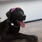 Doris De Fargo Pedraza - @doris.bkr.dog - Instagram