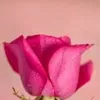 Doris Philip - @doris.philip0 - TikTok