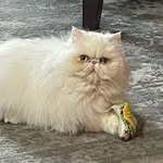 Doris D Pickles - @doris_d_pickles - Instagram
