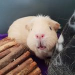 Doris & Daisy - @dorisanddaisypiggy - Instagram