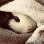 Doris - @doris_pig_guinea - Instagram
