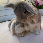 🐰🐰 - @dorisandpiggy - Instagram