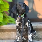 Doris 🌪️ Charbonneau - @doristhepointer - Instagram