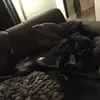 Dorisismijnhond - @pointerdoris - TikTok