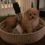 Doris Åslin - @doris.pomapoo - Instagram