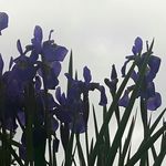 Doris Prosser - @helgeholger - Instagram