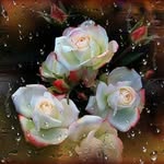 Doris Prost - @prostdoris - Instagram